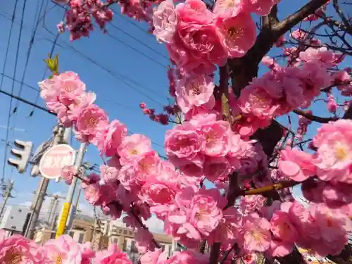 新琴似神社の自然