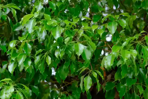 和泉國一之宮　大鳥大社の自然