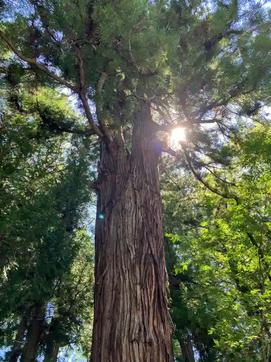 諏訪大社下社春宮(長野県)