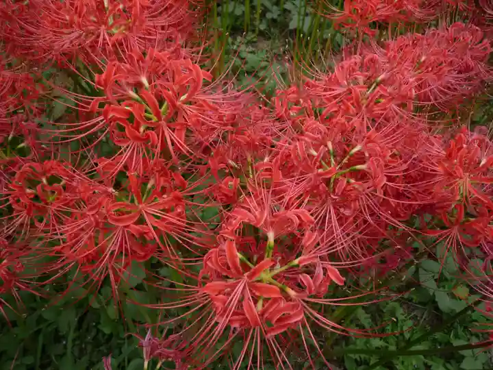 金刀比羅神社の周辺