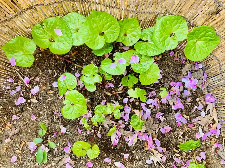 土津神社|こどもと出世の神さまの自然