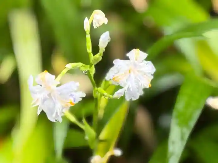 西方山極楽寺(岐阜県)