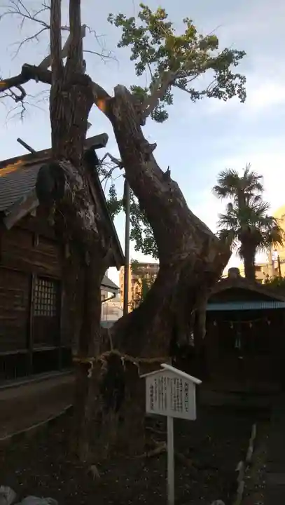 結城神明神社の自然