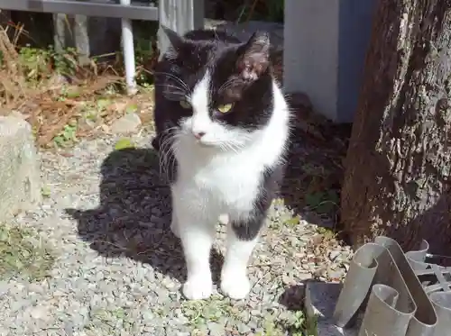 荒木神社の動物