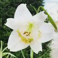豊景神社の自然