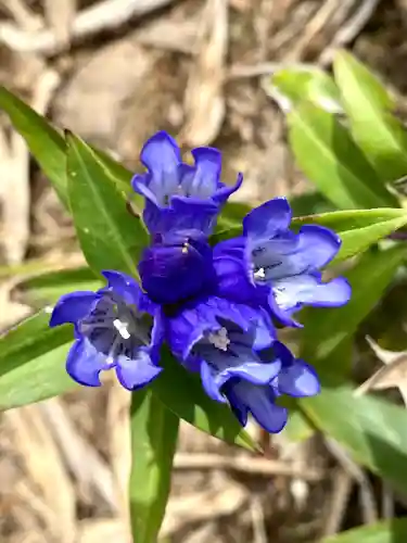 禰固岳神社の自然