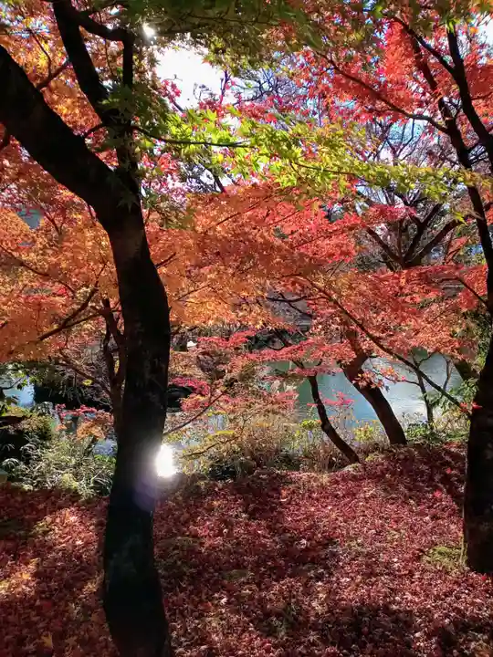 禅林寺(永観堂)の自然