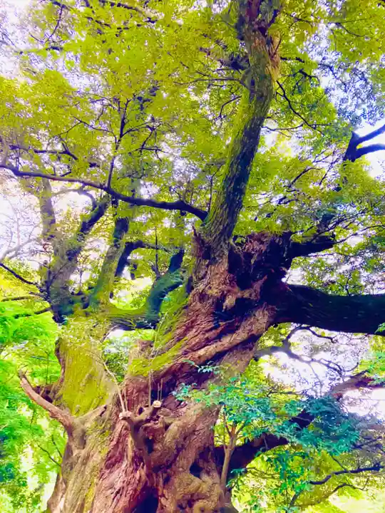 椎尾山薬王院の自然