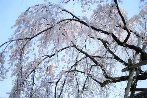 平野神社の自然
