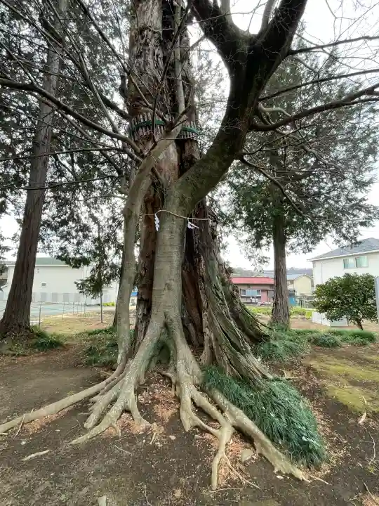 八坂神社の{uncategorized: "未分類", other: "その他", undefined: "問題あり", building: "その他建物", grave: "お墓", sacred_gate: "鳥居", guardian: "狛犬", statue: "像", buddha: "仏像", history: "歴史", nature: "自然", garden: "庭園", animal: "動物", pagoda: "塔", temizu: "手水舎", mountain_gate: "山門・神門", sanctuary: "本殿・本堂", subordinate: "末社・摂社", art: "芸術", scenery: "景色", jizo: "地蔵", ema: "絵馬", goshuin: "御朱印", omikuji: "おみくじ", items: "授与品その他", amulet: "お守り", goshuincho: "御朱印帳", eats: "食事", festival: "お祭り", votive_dance: "神楽", shichigosan: "七五三参", wedding: "結婚式", experience: "体験その他", initially: "初詣", around: "周辺", anti_infection: "感染症対策"}