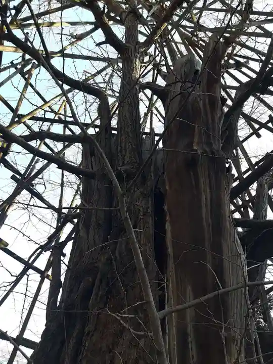 稲毛神社の自然