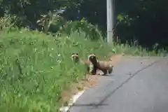 麓山神社の動物