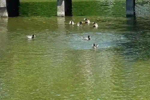 住吉大社の動物