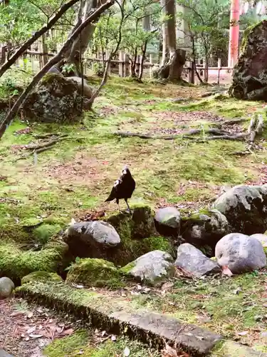 金澤神社の動物