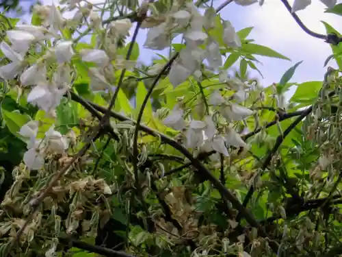 旗上弁財天社の自然