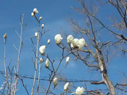 鶴岡八幡宮の自然