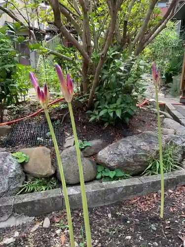 紫雲山 大泉寺の自然