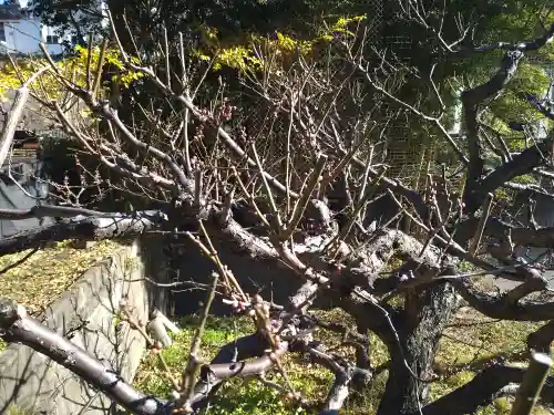 芝東照宮の自然