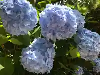 明月院(神奈川県)