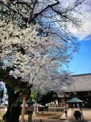 新井薬師（梅照院）(東京都)