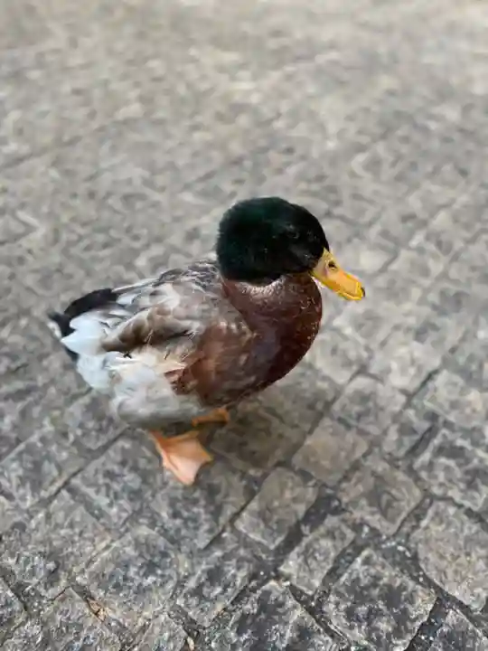 玉簾神社の動物