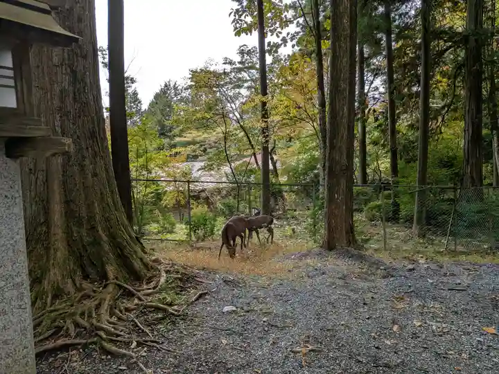 三峯神社(埼玉県)