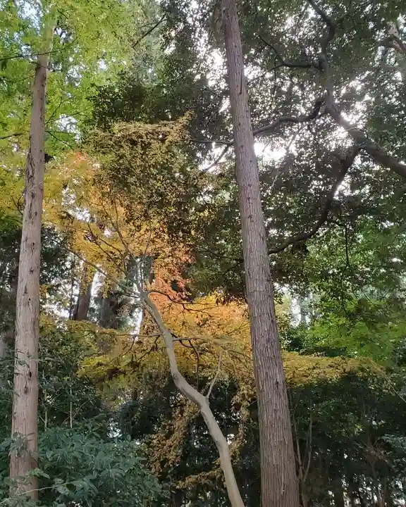 沙沙貴神社の自然