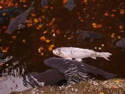 箱根神社の動物