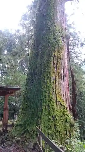 加蘇山神社の自然