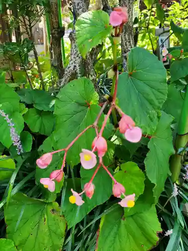 沙沙貴神社の自然