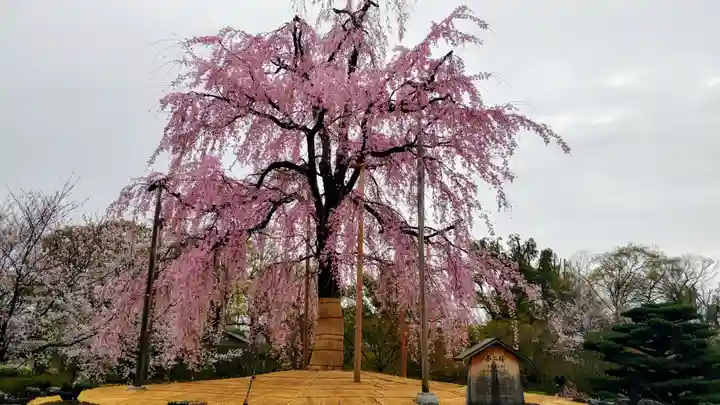 東寺(教王護国寺)の自然