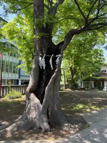 戸部杉山神社(神奈川県)