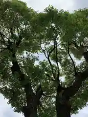 南宮宇佐八幡神社（脇浜神社）の自然