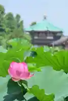 寛永寺不忍池弁天堂(東京都)