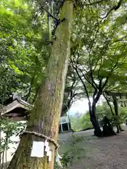 玉祖神社の自然