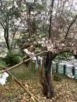 御田神社の自然