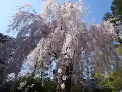 白峯寺の自然