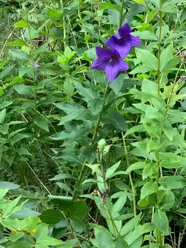 榴岡天満宮の自然