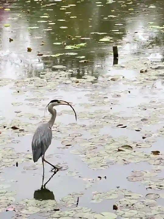 鶴岡八幡宮の{uncategorized: "未分類", other: "その他", undefined: "問題あり", building: "その他建物", grave: "お墓", sacred_gate: "鳥居", guardian: "狛犬", statue: "像", buddha: "仏像", history: "歴史", nature: "自然", garden: "庭園", animal: "動物", pagoda: "塔", temizu: "手水舎", mountain_gate: "山門・神門", sanctuary: "本殿・本堂", subordinate: "末社・摂社", art: "芸術", scenery: "景色", jizo: "地蔵", ema: "絵馬", goshuin: "御朱印", omikuji: "おみくじ", items: "授与品その他", amulet: "お守り", goshuincho: "御朱印帳", eats: "食事", festival: "お祭り", votive_dance: "神楽", shichigosan: "七五三参", wedding: "結婚式", experience: "体験その他", initially: "初詣", around: "周辺", anti_infection: "感染症対策"}