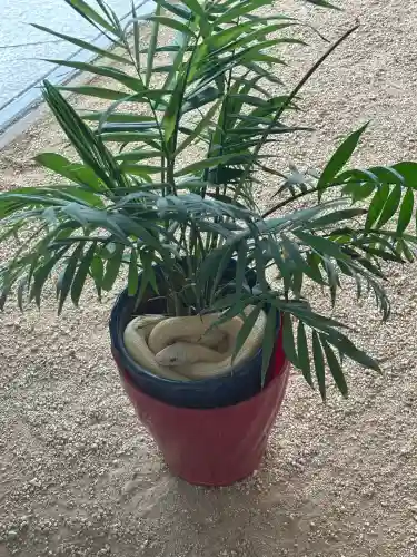 岩国白蛇神社(山口県)
