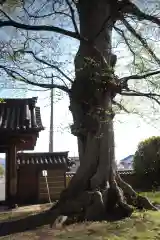 萬福寺の自然