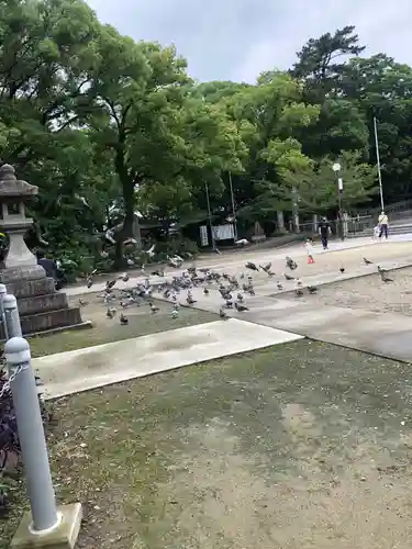 甚目寺の動物