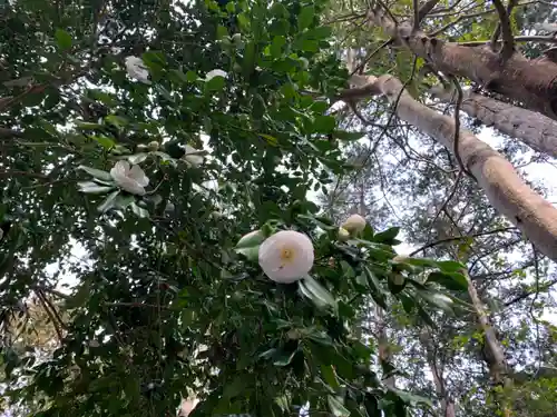 椿大神社の自然