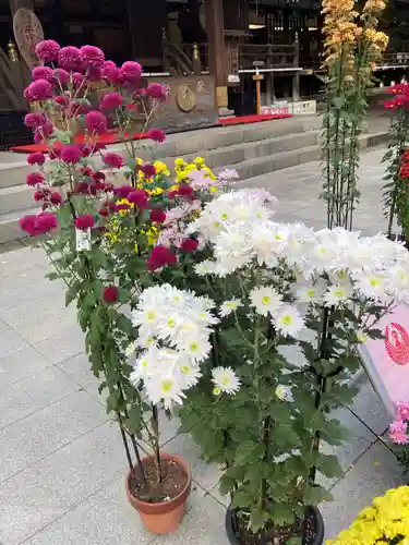 平塚八幡宮の自然