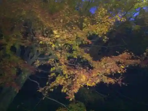 筑波山神社の自然