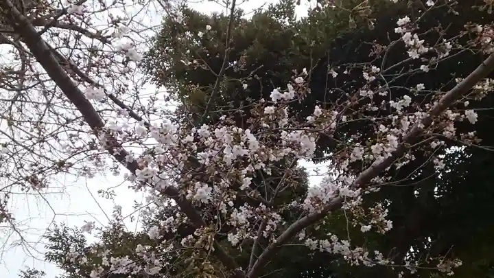 千住神社の自然
