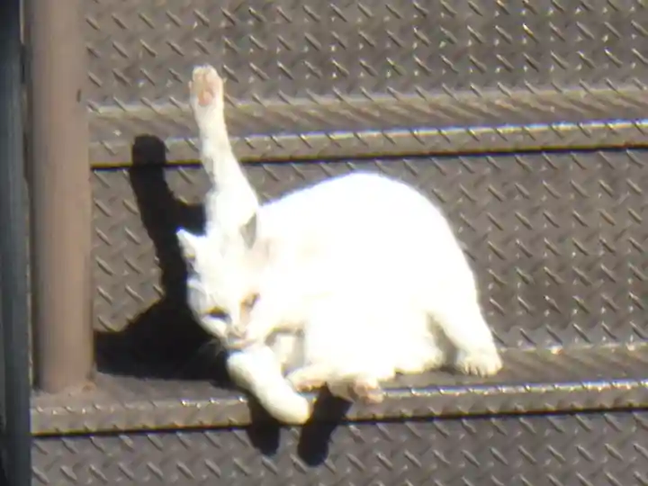 櫻井神社の動物