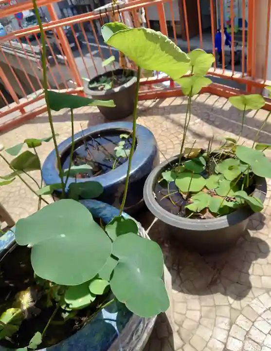 福寿観音(東京都)