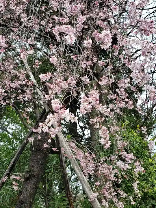 阿佐ヶ谷神明宮の自然