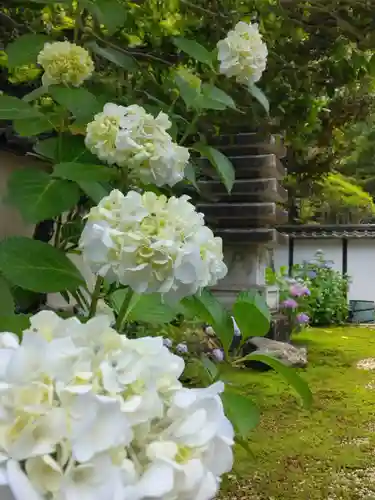 地蔵院の庭園